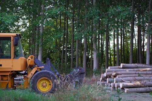 El sector forestal en Paraguay: una oportunidad estratégica para invertir en crecimiento, sostenibilidad y valor agregado