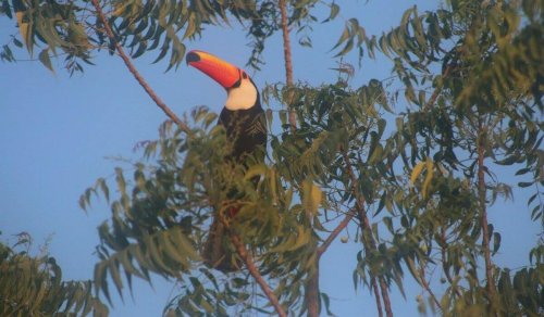 Bahía Negra: la puerta de entrada al Pantanal paraguayo y uno de los últimos refugios naturales intactos de Sudamérica