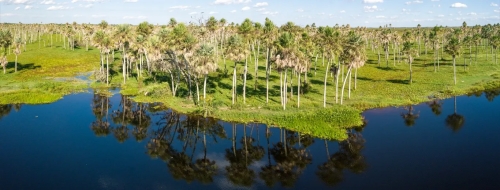 Pantanal Paraguayo en Bahía Negra: el gran santuario de vida silvestre que revela el Paraguay más puro y salvaje