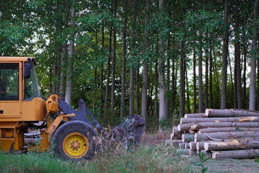 El sector forestal en Paraguay: una oportunidad estratégica para invertir en crecimiento, sostenibilidad y valor agregado