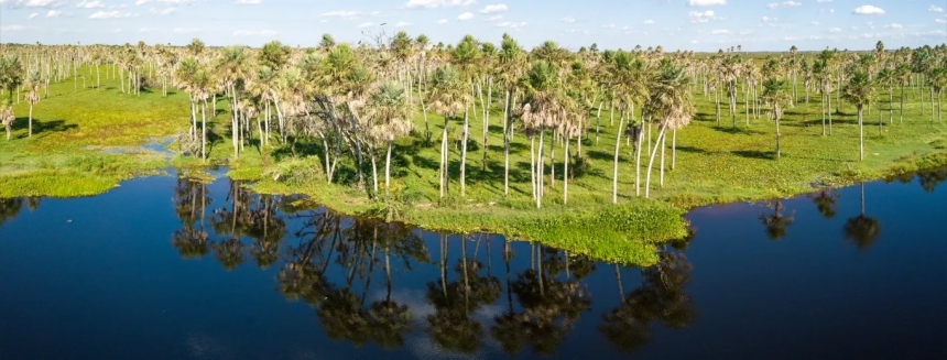 Pantanal Paraguayo en Bahía Negra: el gran santuario de vida silvestre que revela el Paraguay más puro y salvaje